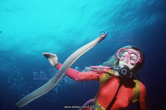 : Olive SEA SNAKE - and scuba diver, venomous : Olive SEA SNAKE - and scuba diver, venomous