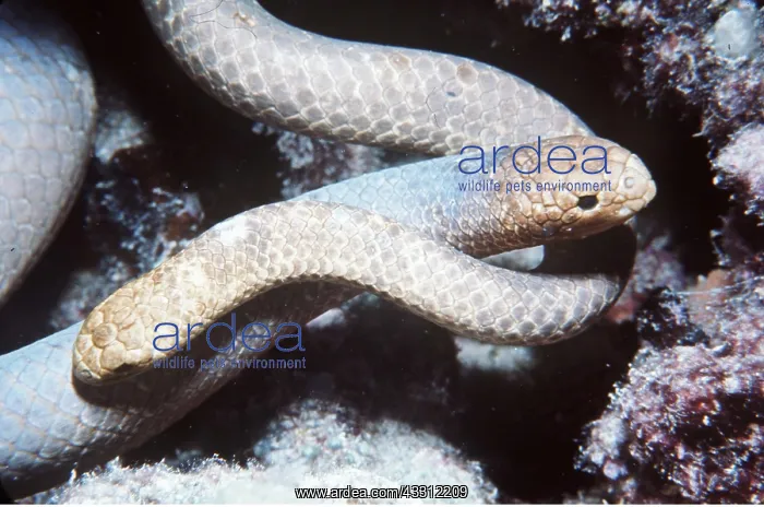 : Olive SEA SNAKES - mating : Olive SEA SNAKES - mating