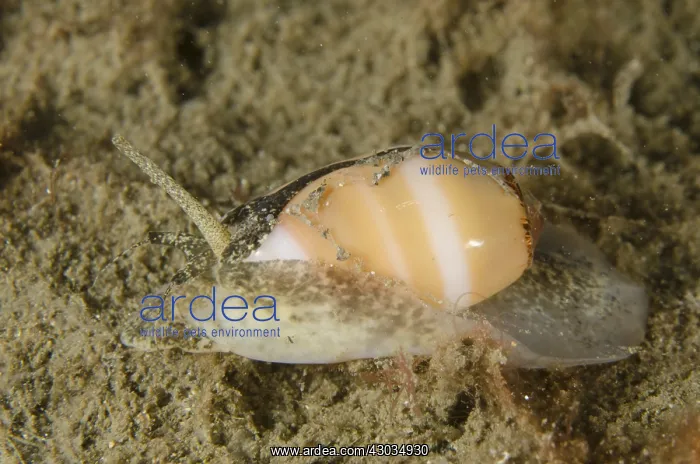 : Olive Shell - on sand - Night dive, Dili Rock : Olive Shell - on sand - Night dive, Dili Rock
