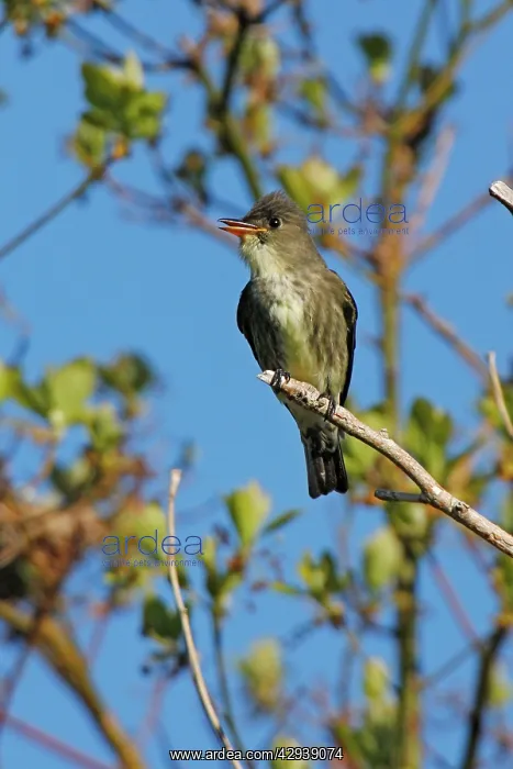  : Olive-sided Flycatcher