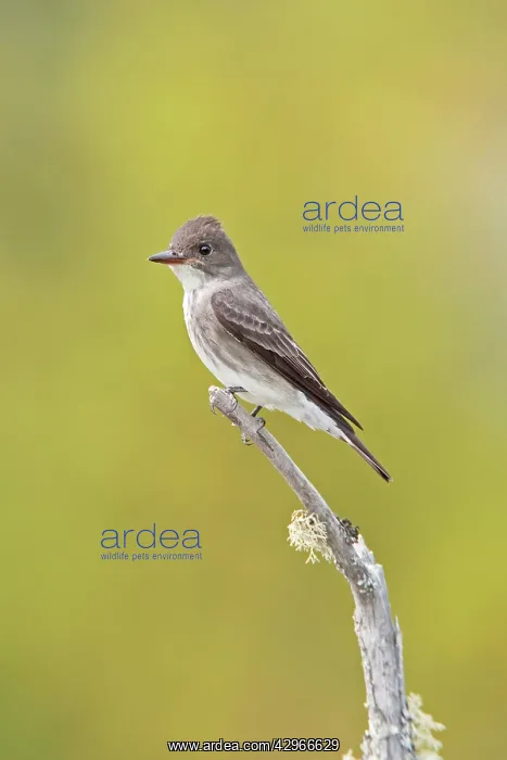: Olive-sided Flycatcher : Olive-sided Flycatcher