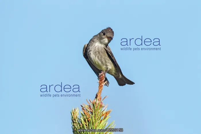 : Olive-sided Flycatcher - adult in early summer perched in tr : Olive-sided Flycatcher - adult in early summer perched in tr