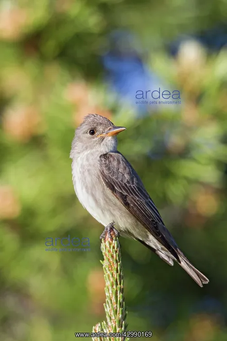 : Olive-sided Flycatcher - adult in early summer perched in tr : Olive-sided Flycatcher - adult in early summer perched in tr
