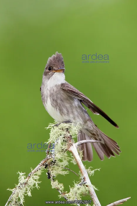 : Olive-sided Flycatcher - June : Olive-sided Flycatcher - June