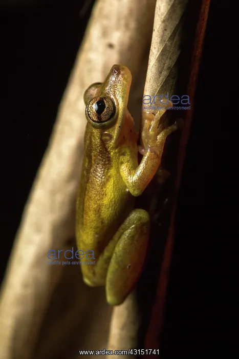 : Olive Snouted-Treefrog (Scinax elaeochrous) Choce : Olive Snouted-Treefrog (Scinax elaeochrous) Choce