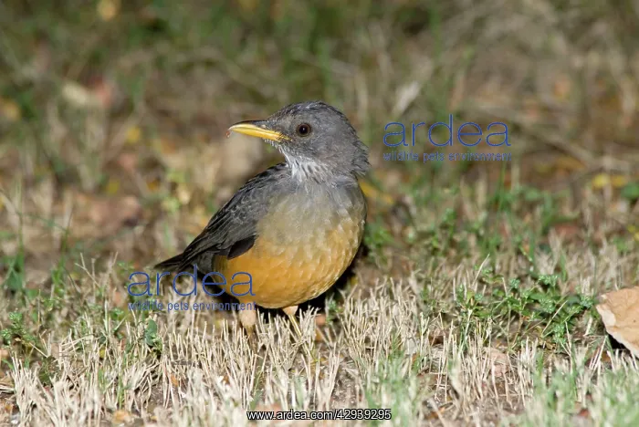: Olive Thrush : Olive Thrush