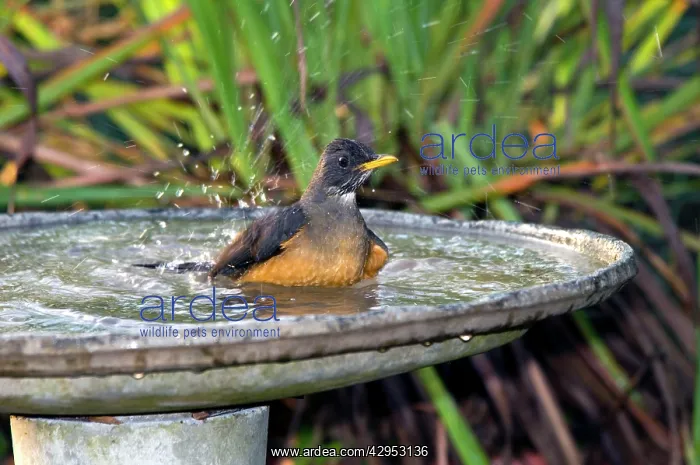 : Olive Thrush - bathing in birdbath : Olive Thrush - bathing in birdbath