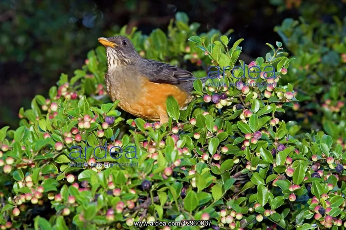 : Olive Thrush - on cat thorn bush (Scutia myrtina) : Olive Thrush - on cat thorn bush (Scutia myrtina)