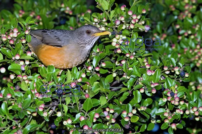: Olive Thrush - on cat thorn bush (Scutia myrtina) : Olive Thrush - on cat thorn bush (Scutia myrtina)
