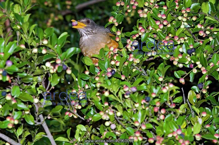  : Olive Thrush - feeding on fruits of cat thorn bush