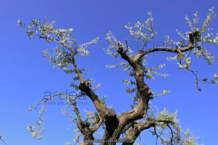  : Olive Tree