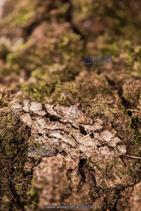 : Olive-tree beauty (Peribatodes umbraria) resting : Olive-tree beauty (Peribatodes umbraria) resting