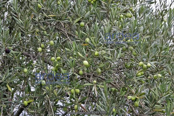 : Olive Tree - close-up of fruits : Olive Tree - close-up of fruits