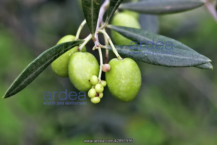 : Olive Tree - close-up of fruits : Olive Tree - close-up of fruits