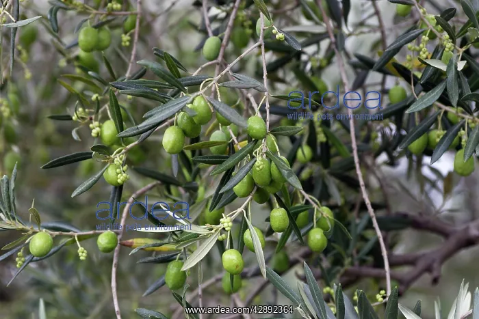 : Olive Tree - close-up of fruits : Olive Tree - close-up of fruits