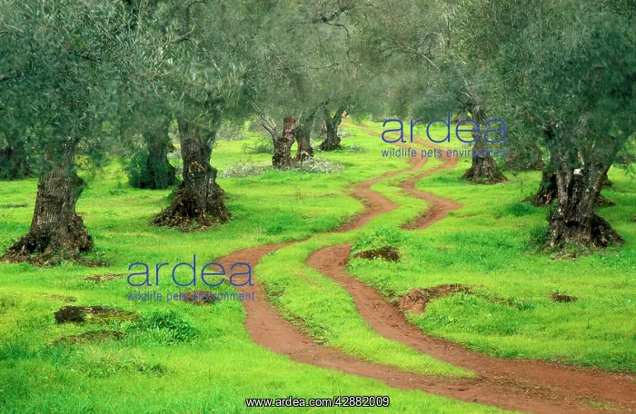 : Olive Tree - Cultivation in the Sierra Morena : Olive Tree - Cultivation in the Sierra Morena