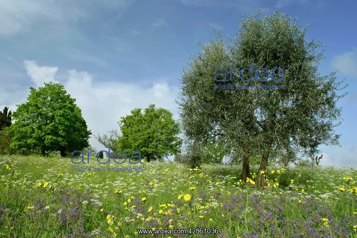 : Olive Tree - in flowering spring meadow with Common : Olive Tree - in flowering spring meadow with Common