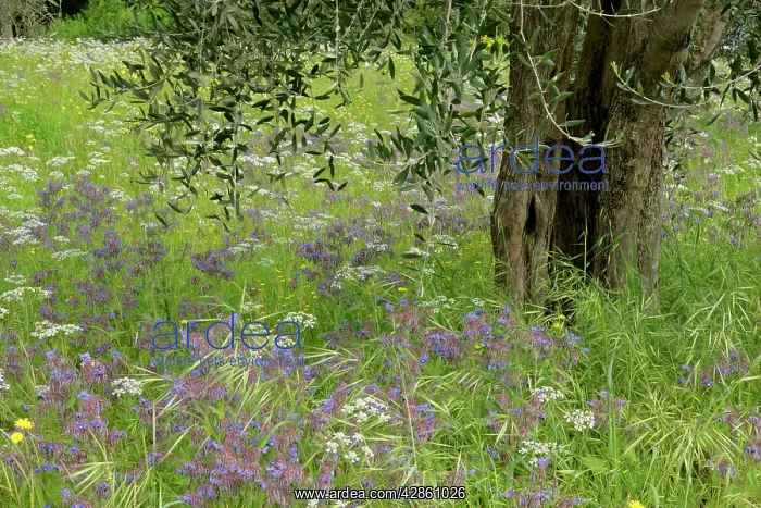 : Olive tree in flowering spring meadow mainly with : Olive tree in flowering spring meadow mainly with