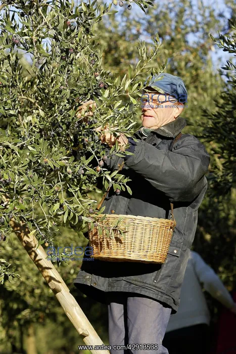 : Olive Tree - man picking olives : Olive Tree - man picking olives