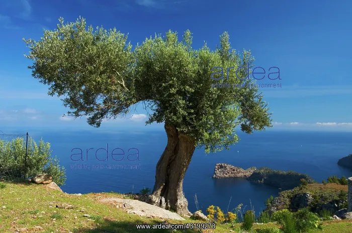 : Olive tree (Olea europaea) on Miramar estate and : Olive tree (Olea europaea) on Miramar estate and