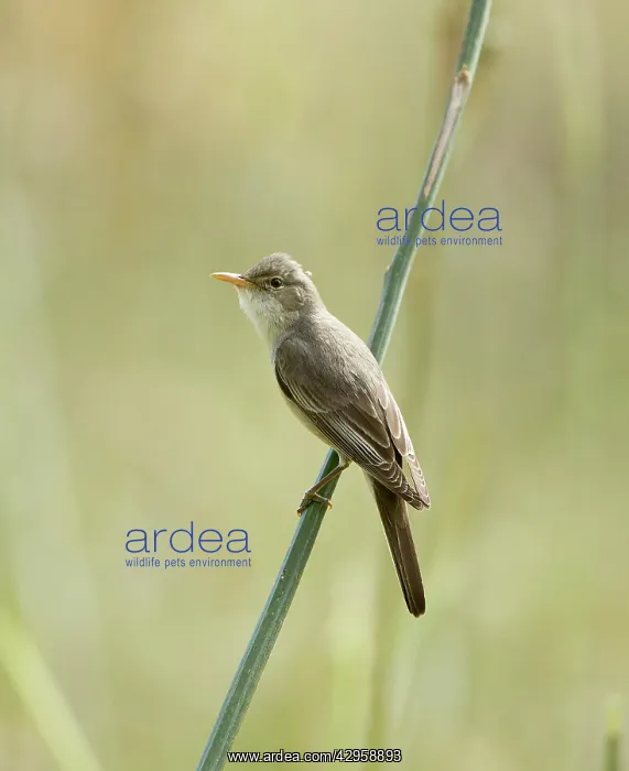 : Olive-tree Warbler : Olive-tree Warbler