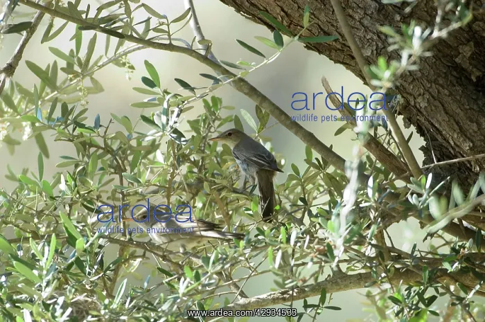 : Olive Tree Warbler - Male and Female, by their : Olive Tree Warbler - Male and Female, by their
