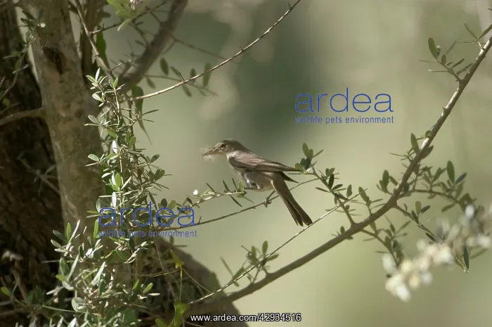 : Olive Tree Warbler - with nesting material in beak : Olive Tree Warbler - with nesting material in beak