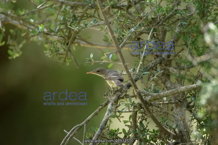 : Olive Tree Warbler - In olive grove : Olive Tree Warbler - In olive grove