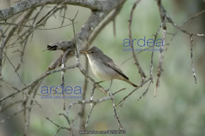 : Olive Tree Warbler - In olive grove : Olive Tree Warbler - In olive grove