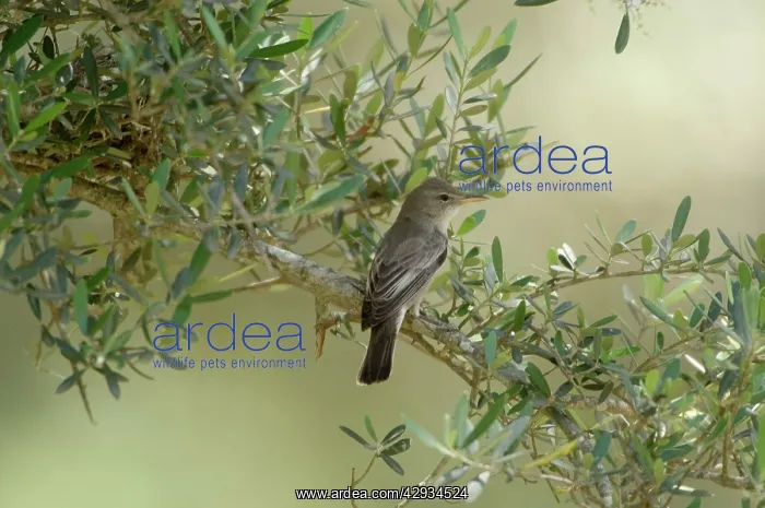 : Olive Tree Warbler - In olive grove : Olive Tree Warbler - In olive grove