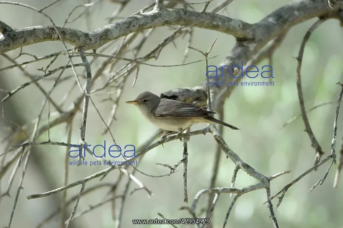 : Olive Tree Warbler - In olive grove : Olive Tree Warbler - In olive grove