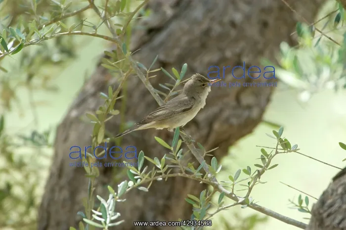 : Olive Tree Warbler - In olive grove : Olive Tree Warbler - In olive grove