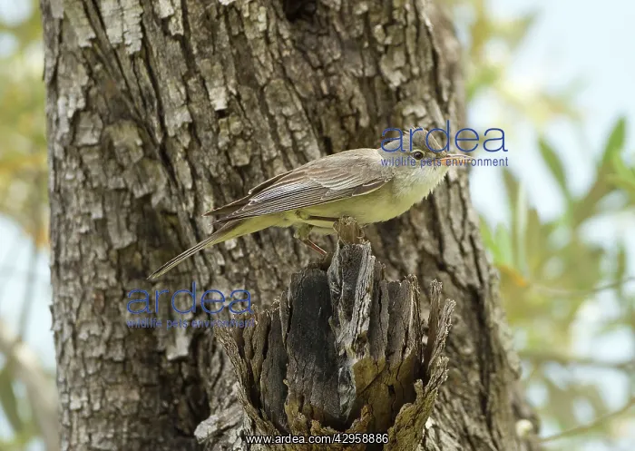 : Olive-tree Warbler - perched on Olive Tree branch : Olive-tree Warbler - perched on Olive Tree branch