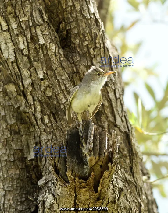 : Olive-tree Warbler - perched on Olive Tree branch : Olive-tree Warbler - perched on Olive Tree branch
