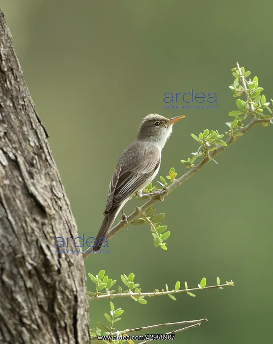 : Olive-tree Warbler - perched on Olive Tree branch : Olive-tree Warbler - perched on Olive Tree branch