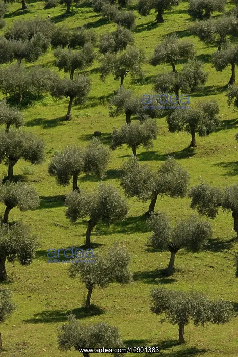 : Olive Trees : Olive Trees