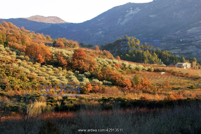 : Olive Trees
