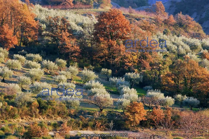  : Olive Trees