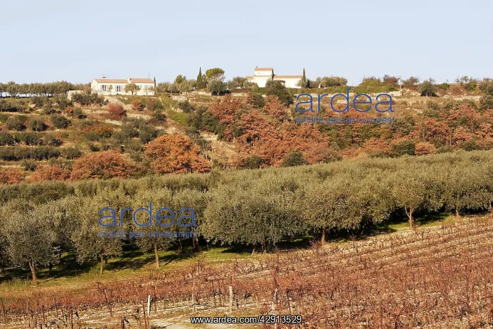  : Olive Trees