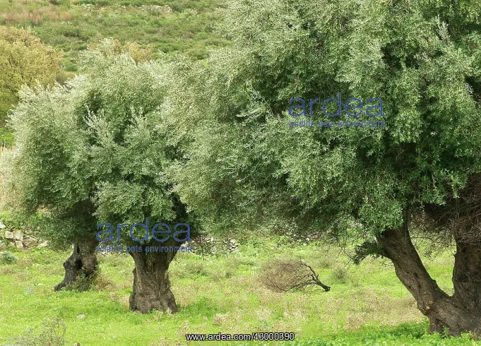 : Olive Trees : Olive Trees