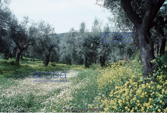 : OLIVE TREES : OLIVE TREES