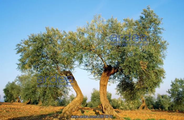 : Olive Trees - cultivated : Olive Trees - cultivated