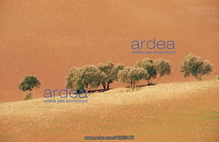 : Olive Trees - On cultivated field : Olive Trees - On cultivated field