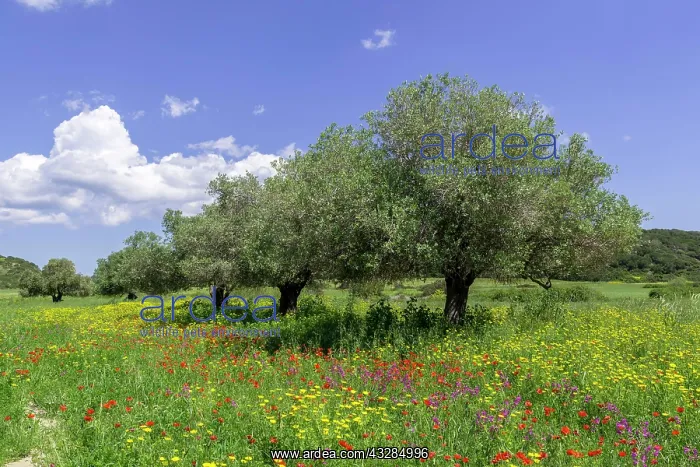 : Olive trees and flower meadow, Dipkarpaz Peninsula : Olive trees and flower meadow, Dipkarpaz Peninsula