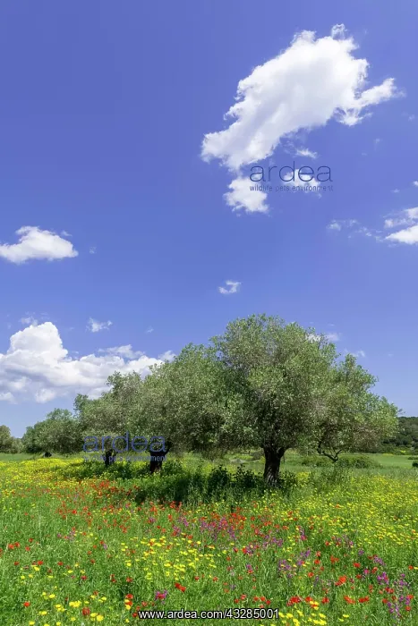: Olive trees and flower meadow, Dipkarpaz Peninsula : Olive trees and flower meadow, Dipkarpaz Peninsula