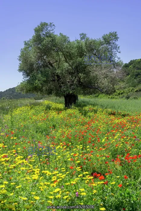 : Olive trees and flower meadow, Dipkarpaz Peninsula : Olive trees and flower meadow, Dipkarpaz Peninsula