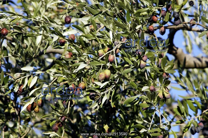 : Olive Trees & Fruit : Olive Trees & Fruit