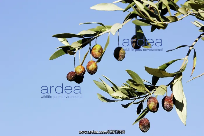 : Olive Trees & Fruit : Olive Trees & Fruit