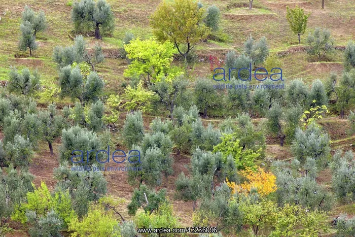 : Olive trees on hillside, near Montalcino : Olive trees on hillside, near Montalcino