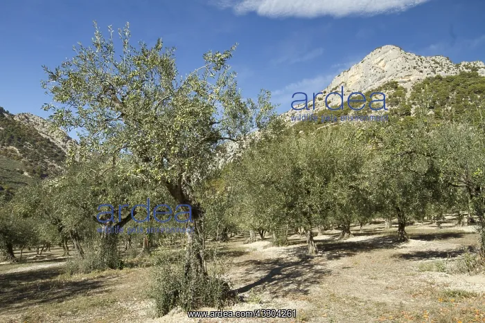 : Olive trees (Olea europaea) Buis-les-Baronnies : Olive trees (Olea europaea) Buis-les-Baronnies
